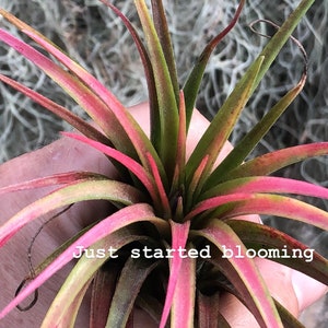 Victoriana air plant/blooms bright pink/red tillandsia Exotic/rare air plant Grows many pups after blooming Healthy image 3