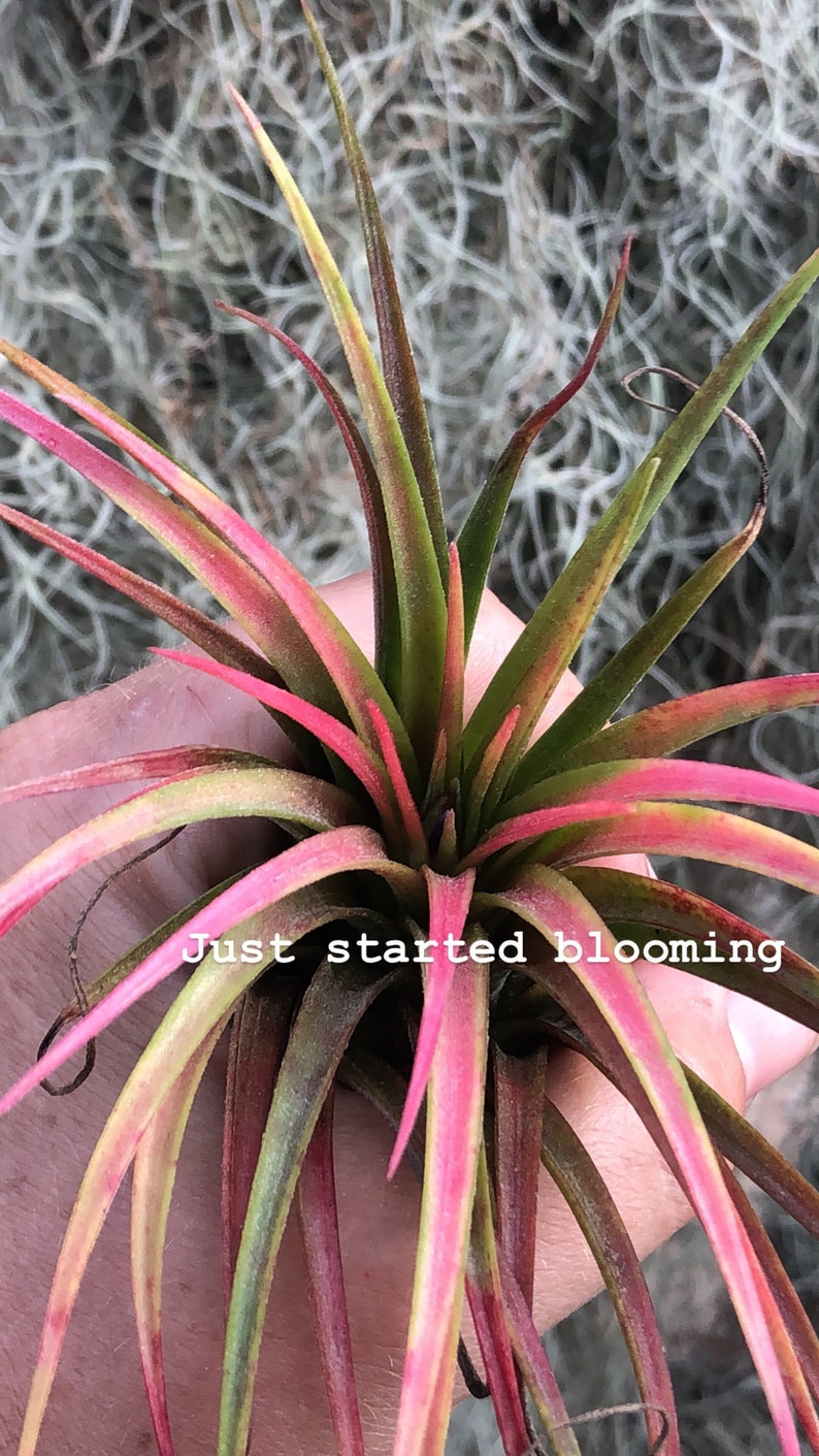 Victoriana air plant/blooms bright pink/red tillandsia Exotic/rare air plant Grows many pups after blooming Healthy image 3