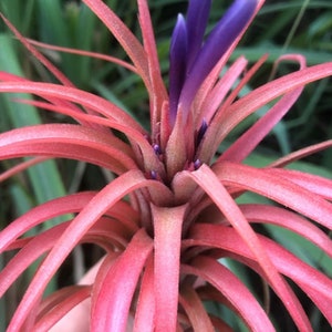Victoriana air plant/blooms bright pink/red tillandsia Exotic/rare air plant Grows many pups after blooming Healthy image 1