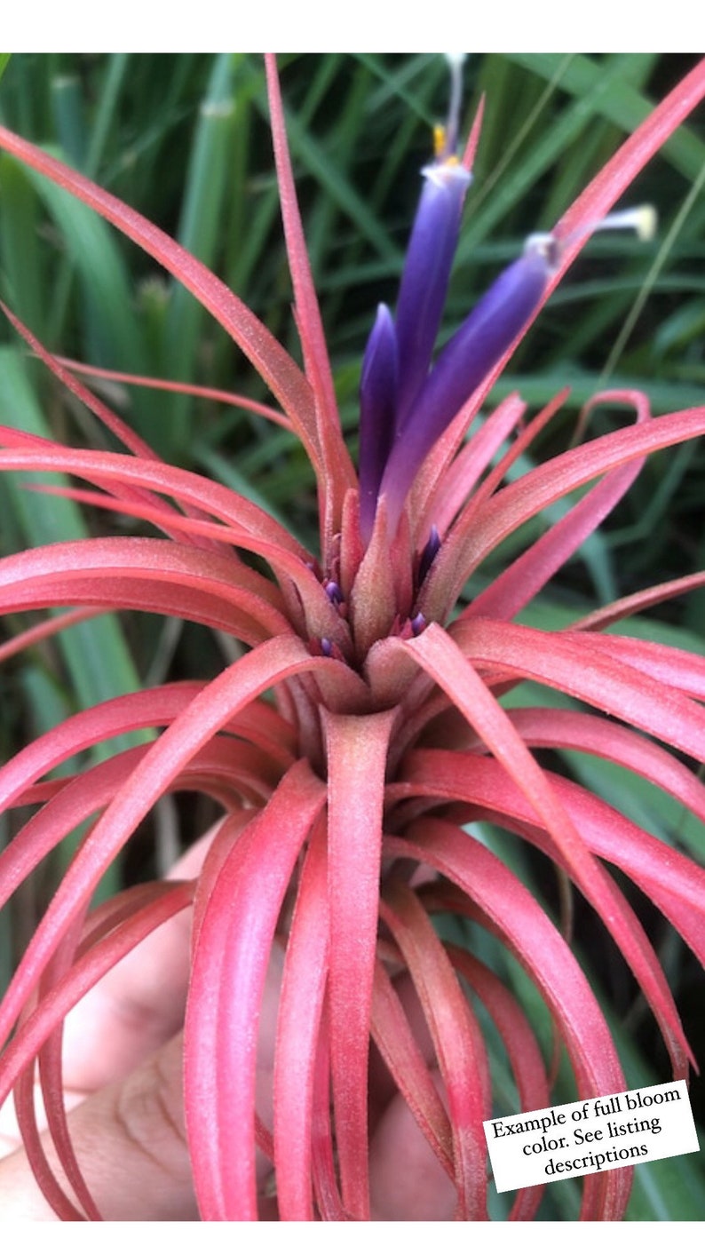 Victoriana air plant/blooms bright pink/red tillandsia Exotic/rare air plant Grows many pups after blooming Healthy image 1