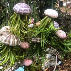 Unique Air plant Jellyfish with baby air plants growing from mother plant
