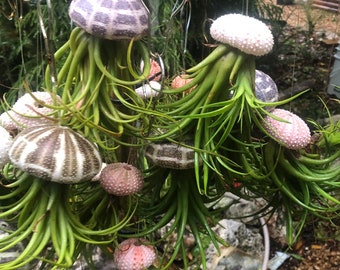 Unique Air plant Jellyfish with baby air plants growing from mother plant