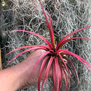 Victoriana air plant/blooms bright pink/red tillandsia Exotic/rare air plant Grows many pups after blooming Healthy image 5