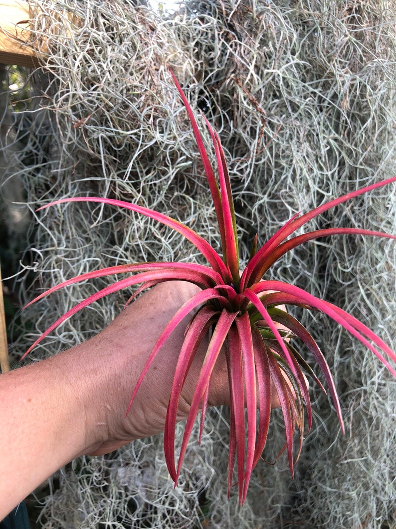 Victoriana air plant/blooms bright pink/red tillandsia Exotic/rare air plant Grows many pups after blooming Healthy image 5