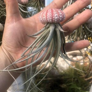 Jellyfish Air Plants gift from the Florida keys Pink shell sea urchin /stricta hybrid tillandsia/beach gift/air plant gift Florida gift single jellyfish