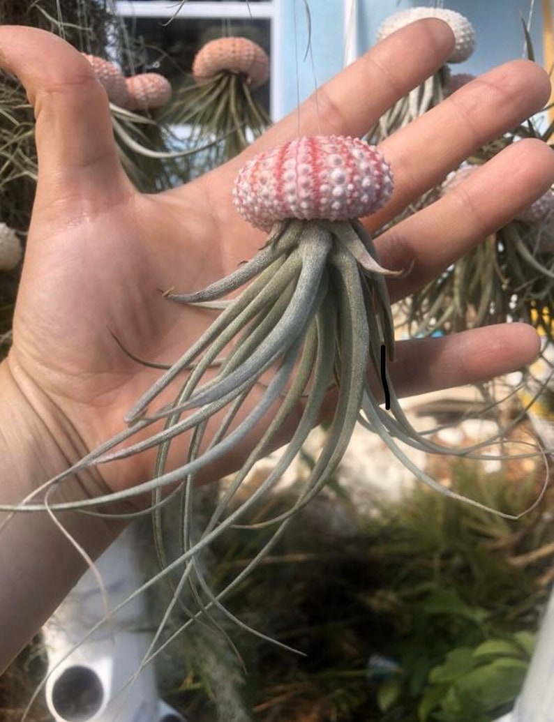 Jellyfish Air Plants gift from the Florida keys Pink shell sea urchin /stricta hybrid tillandsia/beach gift/air plant gift Florida gift single jellyfish