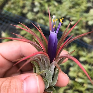 ionantha rubra air Plant/ small air plant/blushes Red Tips with purple spike bloom
