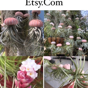 Jellyfish Air Plants gift from the Florida keys Pink shell sea urchin /stricta hybrid tillandsia/beach gift/air plant gift Florida gift image 5