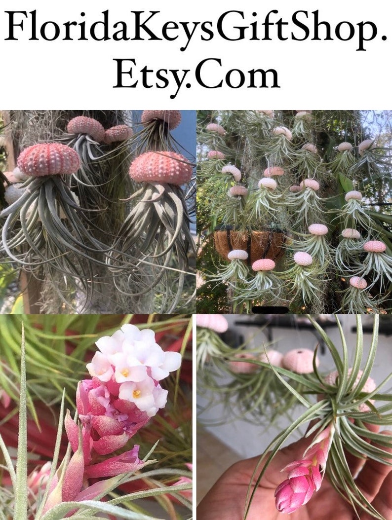 Jellyfish Air Plants gift from the Florida keys Pink shell sea urchin /stricta hybrid tillandsia/beach gift/air plant gift Florida gift image 5