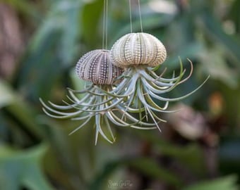 Hanging air plant jellyfish local Florida Keys sea urchins/ air plant gift/ hanging plant decoration / mushroom planter/ pineapple plant