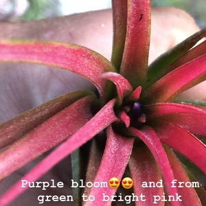 Victoriana air plant/blooms bright pink/red tillandsia Exotic/rare air plant Grows many pups after blooming Healthy image 6