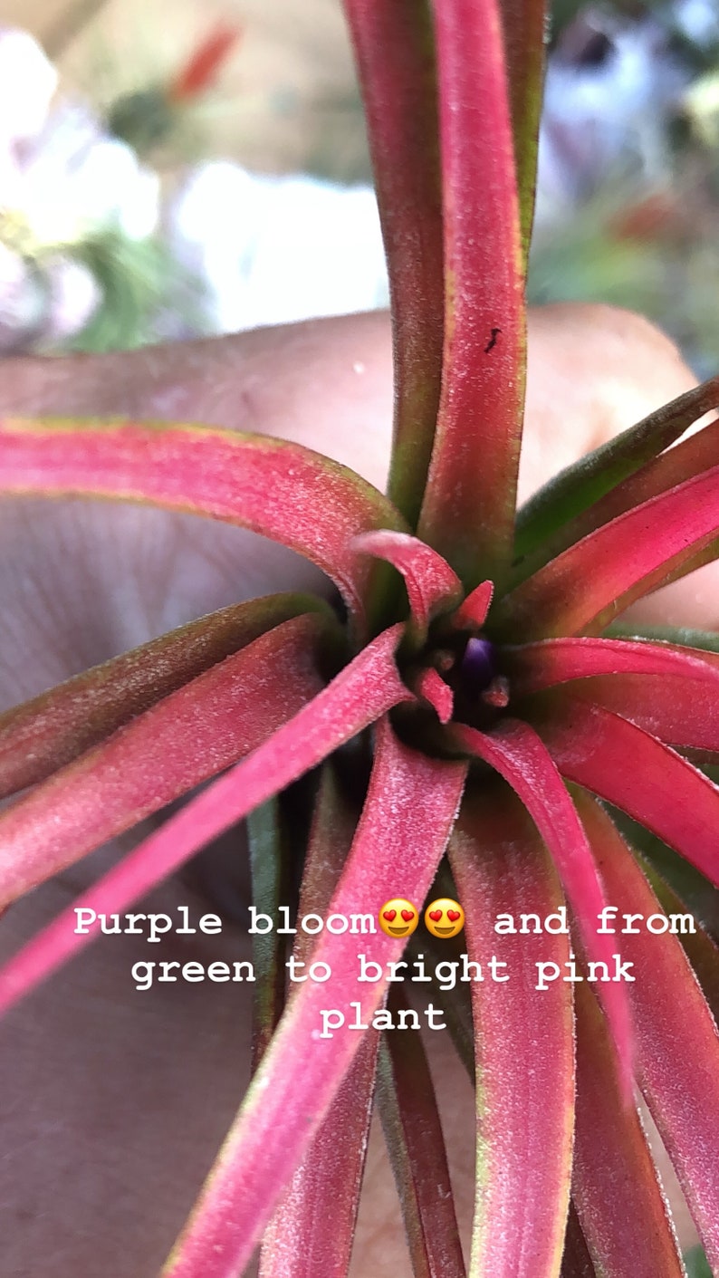 Victoriana air plant/blooms bright pink/red tillandsia Exotic/rare air plant Grows many pups after blooming Healthy image 6