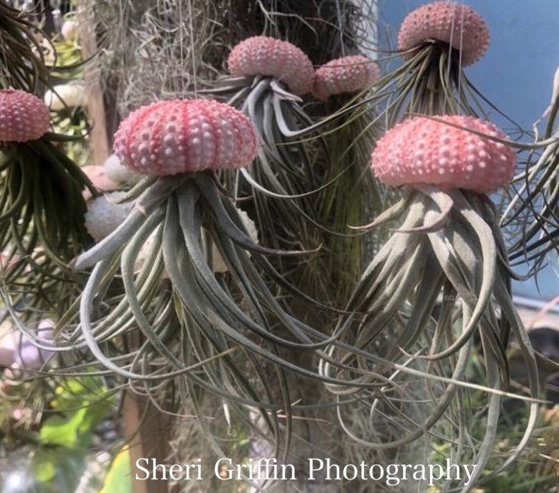 Jellyfish Air Plants gift from the Florida keys Pink shell sea urchin /stricta hybrid tillandsia/beach gift/air plant gift Florida gift 3 Jellyfish