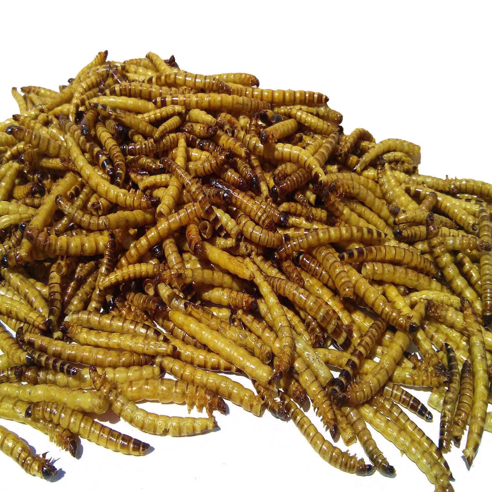 mealworms for koi