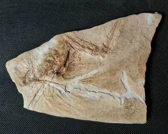Primalbeasts OSTROMIA crassipes plaat - Replica - Paleontologie - Dinosaurussen - geen Archaeopteryx