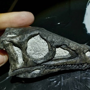 Primalbeasts EORAPTOR lunensis Skull - Replica - Paleontology - Dinosaurs