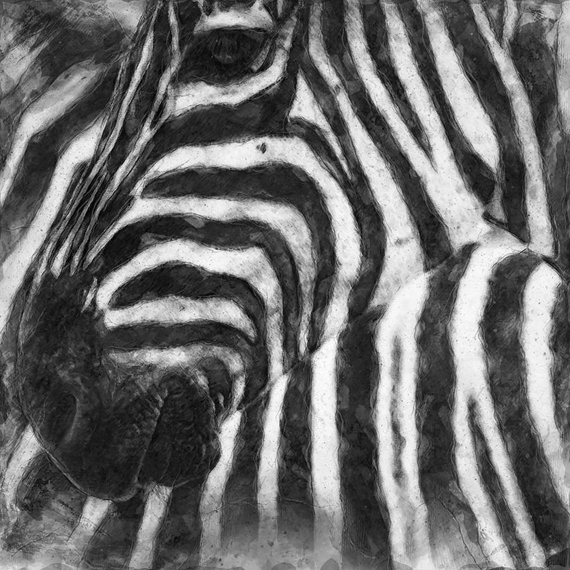 Zebra Square Print Animal Prints Wall Art Home Decor Etsy