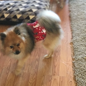 May include: A small, fluffy dog with brown and black fur is wearing a red and white patterned diaper. The dog is standing on a wooden floor.