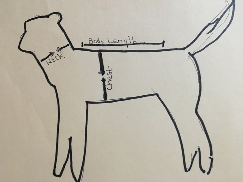 Puede incluir: Ilustraci&oacute;n dibujada a mano de un perro con puntos de medici&oacute;n etiquetados para el cuello, el pecho y la longitud del cuerpo. El contorno negro muestra la silueta del perro, con flechas que indican d&oacute;nde medir para la ropa de mascotas.