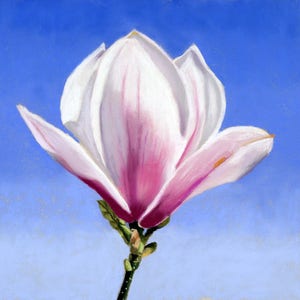 Peinture pastel originale de fleur de bourgeon de magnolia