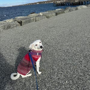 Multicolor cozy hand knit dog sweater in rainbow variegated and red