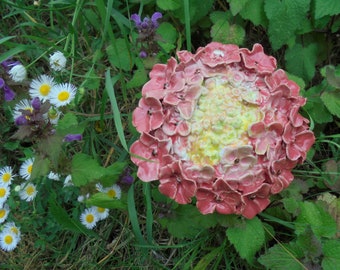 Hydrangea Seeds Etsy