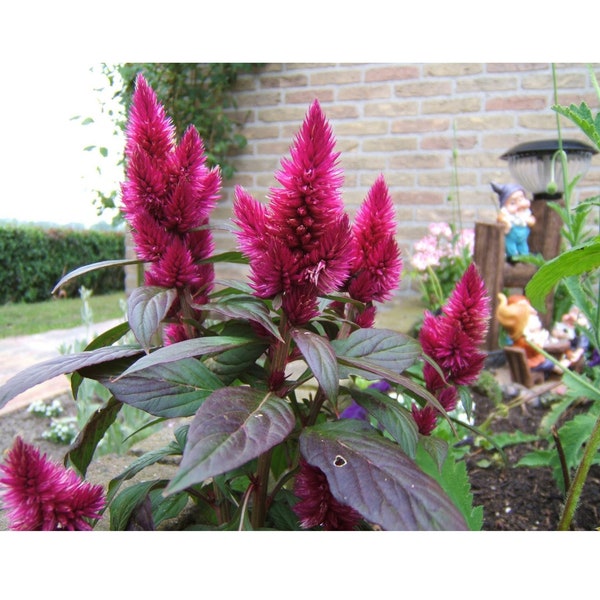 Amaranth Flower Organic Seeds, 50+ Count Amaranth Flower Seed, Natural Amaranthus Seed, For Pot and Garden, Non-GMO - Heirloom