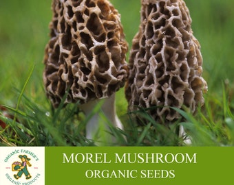 Morel Mushroom Organic Seeds, 50+ Count White Morel Mushroom Seeds, Home Gardening, High Germination, Easy to Grow, Non-GMO Heirloom