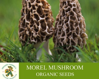 Graines de morilles biologiques, plus de 50 graines de morilles blanches, jardinage domestique, taux de germination élevé, facile à cultiver, héritage sans OGM