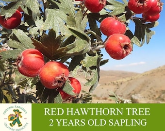 Red Hawthorn Sapling, Grafted Ready To Plant, With Tuberous Soil, 2 Years Old Red Hawthorn Tree With Abundant Fruit,For Pot and Garden