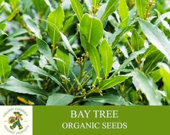 Bay Tree Organic Seeds, 10+ Count Bay Tree Seeds, Home Gardening, High Germination, Easy to Grow, Non-GMO Heirloom