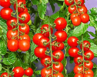 Kirschtomate Bio-Samen, 100 + Count Mini-Tomatensamen, Topf- und Garten-Kirschtomatenpflanze, Non-GMO - Erbstück