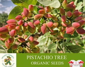 Pistachio Tree Organic Seeds, 10+ Count Pistachio Tree Seed, Pistachio Plant for Garden and Pot, Non-GMO - Heirloom, Open Pollination