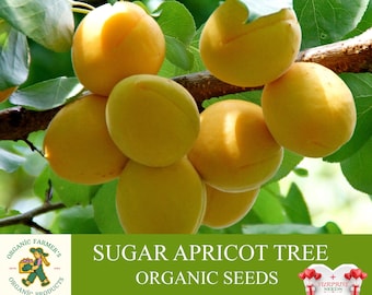 Sugar Apricot Tree Organic Seeds, 5 Count Apricot Tree Seed, Apricot Tree Plant Seeds for Garden and Pot, Non-GMO-Heirloom,Open Pollination