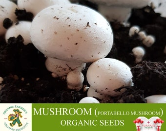 Graines de champignons biologiques, plus de 100 graines de champignons, graines de champignons portabello pour le jardin et les pots, sans OGM - Héritage, pollinisation libre