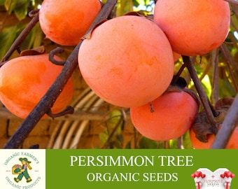 Persimmon Tree Organic Seeds, 3+ Count Japanese Dates Seed, Persimmon Plant Seeds for Garden and Pot, Non-GMO - Heirloom, Open Pollination