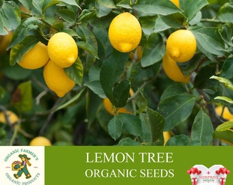 Lemon Tree Organic Seeds, Quality Lemon Tree Seed, Lemon Plant Seeds for Garden and Pot, Non-GMO - Heirloom, Open Pollination