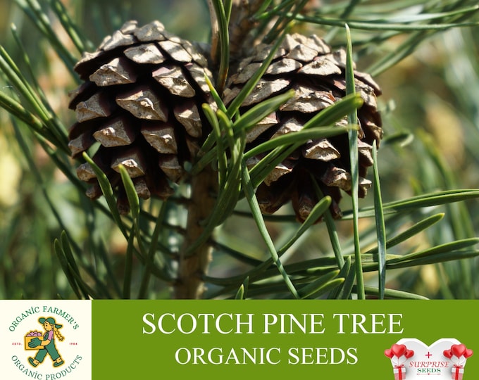Scotch Pine Tree Organic Seeds, 10 Count Scotch Pine Tree Seed, Scots