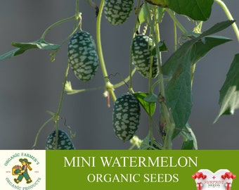 Semi biologici di mini anguria, 10+ semi di mini anguria, mini pianta di anguria per vaso e giardino, non OGM - cimelio, impollinazione aperta