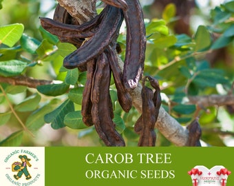 Graines biologiques de caroubier, graines de caroube 10+, graines de plantes de caroube pour jardin et pot, sans OGM - héritage, pollinisation ouverte