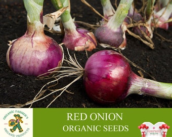 Red Onion Organic Seeds, 1+ Grams Edible Red Onion Seed, Natural Table Red Onion Seed, For Pot and Garden, Non-GMO -Heirloom,Open Pollinated