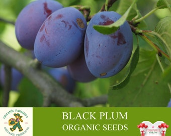 how to grow italian plum tree from seed