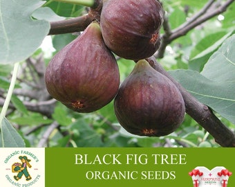 Black Fig Tree Organic Seeds, 20+ Count Black Fig Tree Seed, Fig Plant Seeds for Garden and Pot, Non-GMO - Heirloom, Open Pollination