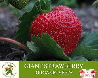 QEBIDVL 100pcs Strawberry Seeds for Planting in Your Indoor Garden Non-GMO,Non-Hybrid,Heirloom and Organic 