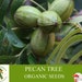 see more listings in the Graines de fruits biologiques section