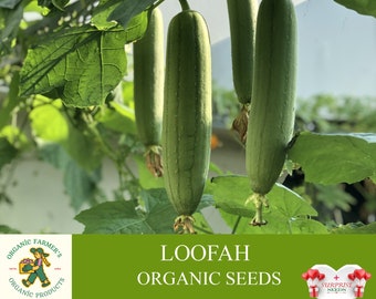 Loofah Organic Seeds, 5+ Count Loofah Seeds, Sponge Loofah Plant for Pot and Garden, Non-GMO - Heirloom, Open Pollination