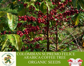 Colombian Supremo Felice Arabica Coffee Tree Organic Seeds, 10+ Count Coffee Tree Seed, Coffee Plant for Pot and Garden, Non-GMO - Heirloom