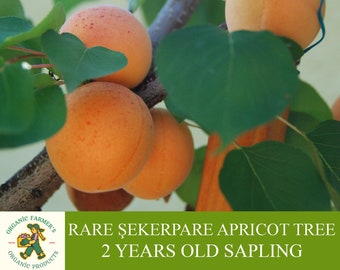 Rare Şekerpare Apricot Sapling, Grafted Ready To Plant, With Tuberous Soil, 2 Years Old Apricot Tree With Abundant Fruit, For Pot and Garden