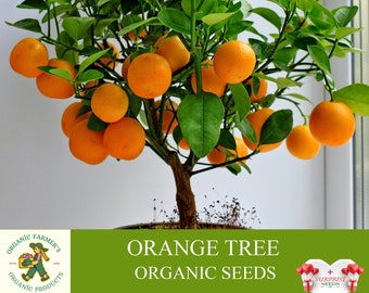 Orange Tree Organic Seeds, 5+ Count Orange Tree Seed, Orange Plant Seeds for Garden and Pot, Non-GMO - Heirloom, Open Pollination