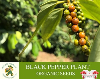 Black Pepper Plant Organic Seeds, 25+ Count Black Pepper Plant Seed, Black Pepper Plant for Pot and Garden, Non-GMO - Heirloom